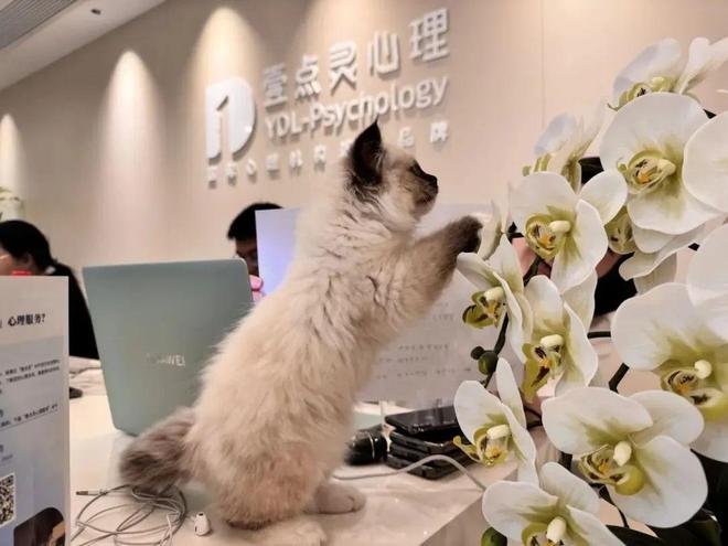華為員工親測：北京心理咨詢哪家好？有互聯(lián)網醫(yī)療牌照的機構真能治本(圖2)